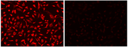 Protonex™ NIR 770 NHS ester - AAT Bioquest