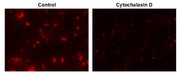 Protonex™ Red 600-E. coli Conjugate - AAT Bioquest
