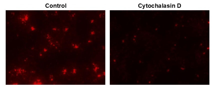 Protonex™ Red 600-E. coli Conjugate - AAT Bioquest