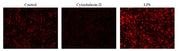 Protonex™ Red 600-Zymosan A Conjugate - AAT Bioquest