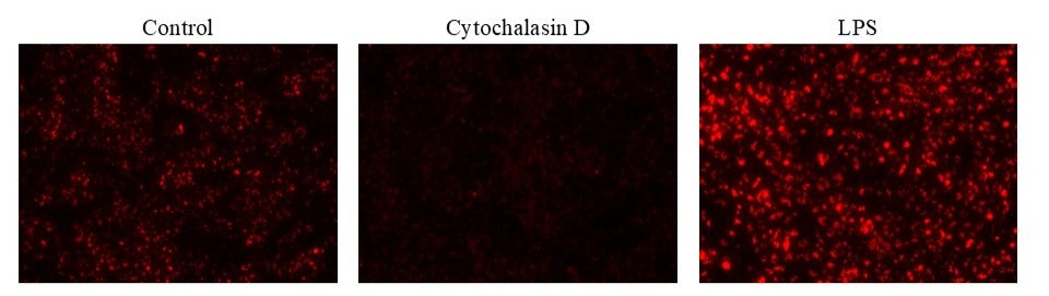 Protonex™ Red 600-Zymosan A Conjugate - AAT Bioquest
