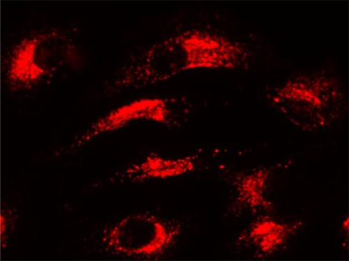 Protonex™ Red 600 - AAT Bioquest