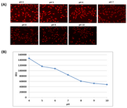 Protonex™ Red 670 AM *Cell-Permeable* - AAT Bioquest
