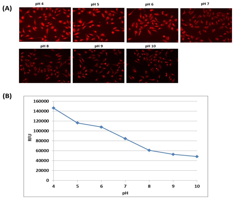 Protonex™ Red 670 AM *Cell-Permeable* - AAT Bioquest