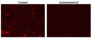 Protonex™ Red 670-E. coli Conjugate - AAT Bioquest