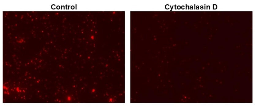 Protonex™ Red 670-E. coli Conjugate - AAT Bioquest