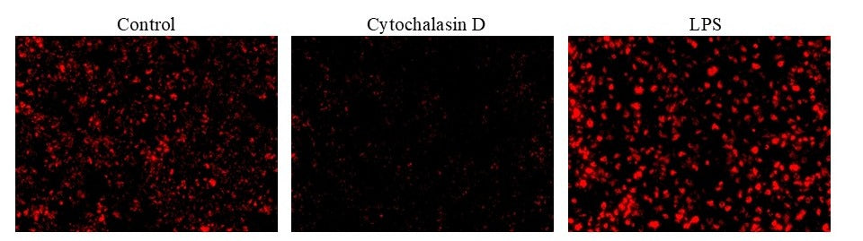 Protonex™ Red 670-Zymosan A Conjugate - AAT Bioquest