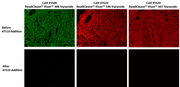 ReadiCleave™ AML Cleavage Buffer *5X Aqueous Solution* - AAT Bioquest