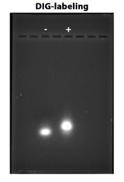 ReadiLink™ DIG (Digoxigenin) Oligo and ssDNA Labeling Kit - AAT Bioquest