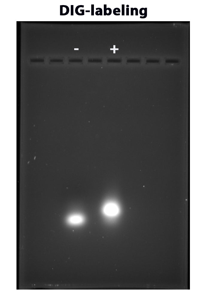 ReadiLink™ DIG (Digoxigenin) Oligo and ssDNA Labeling Kit - AAT Bioquest