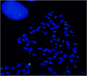 ReadiLink™ iFluor® 488 FISH Fluorescence Imaging Kit - AAT Bioquest