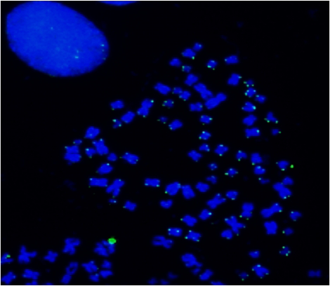 ReadiLink™ iFluor® 488 FISH Fluorescence Imaging Kit - AAT Bioquest