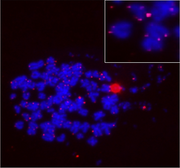 ReadiLink™ iFluor® 555 FISH Fluorescence Imaging Kit - AAT Bioquest