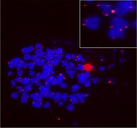 ReadiLink™ iFluor® 555 FISH Fluorescence Imaging Kit - AAT Bioquest