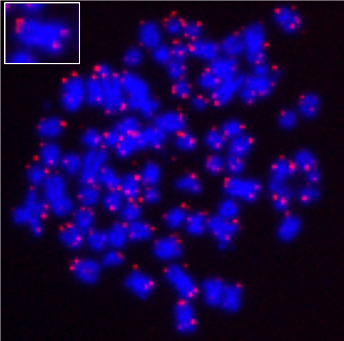 ReadiLink™ iFluor® 647 FISH Fluorescence Imaging Kit - AAT Bioquest