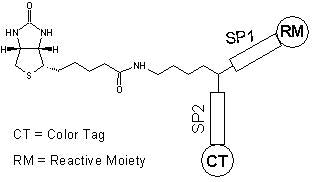ReadiLink™ Protein Biotinylation Kit *Powered by ReadiView™ Biotin Visionization Technology* - AAT Bioquest