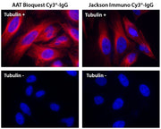 ReadiLink™ Rapid Cy3 Antibody Labeling Kit *Microscale Optimized for Labeling 50 μg Antibody Per Reaction* - AAT Bioquest