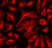 ReadiLink™ Rapid Cy3 Antibody Labeling Kit *Production Scale* - AAT Bioquest