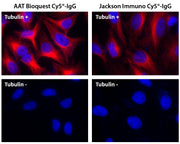 ReadiLink™ Rapid Cy5 Antibody Labeling Kit *Microscale Optimized for Labeling 50 μg Antibody Per Reaction* - AAT Bioquest