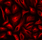 ReadiLink™ Rapid Cy5 Antibody Labeling Kit *Production Scale* - AAT Bioquest