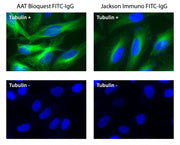 ReadiLink™ Rapid FITC Antibody Labeling Kit *Microscale Optimized for Labeling 50 μg Antibody Per Reaction* - AAT Bioquest