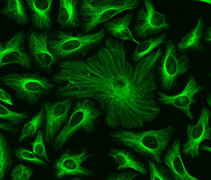 ReadiLink™ Rapid FITC Antibody Labeling Kit *Production Scale* - AAT Bioquest