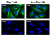 ReadiLink™ Rapid iFluor® 488 Antibody Labeling Kit *Microscale Optimized for Labeling 50 μg Antibody Per Reaction* - AAT Bioquest