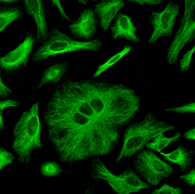 ReadiLink™ Rapid iFluor® 488 Antibody Labeling Kit *Production Scale* - AAT Bioquest