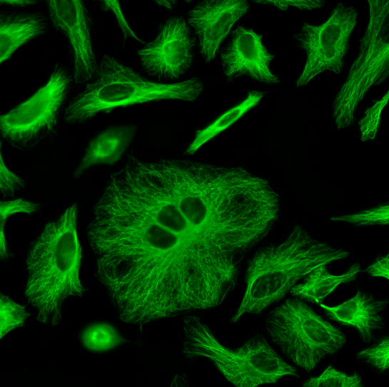 ReadiLink™ Rapid iFluor® 488 Antibody Labeling Kit *Production Scale* - AAT Bioquest
