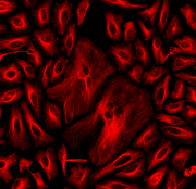 ReadiLink™ Rapid iFluor® 555 Antibody Labeling Kit *Production Scale* - AAT Bioquest