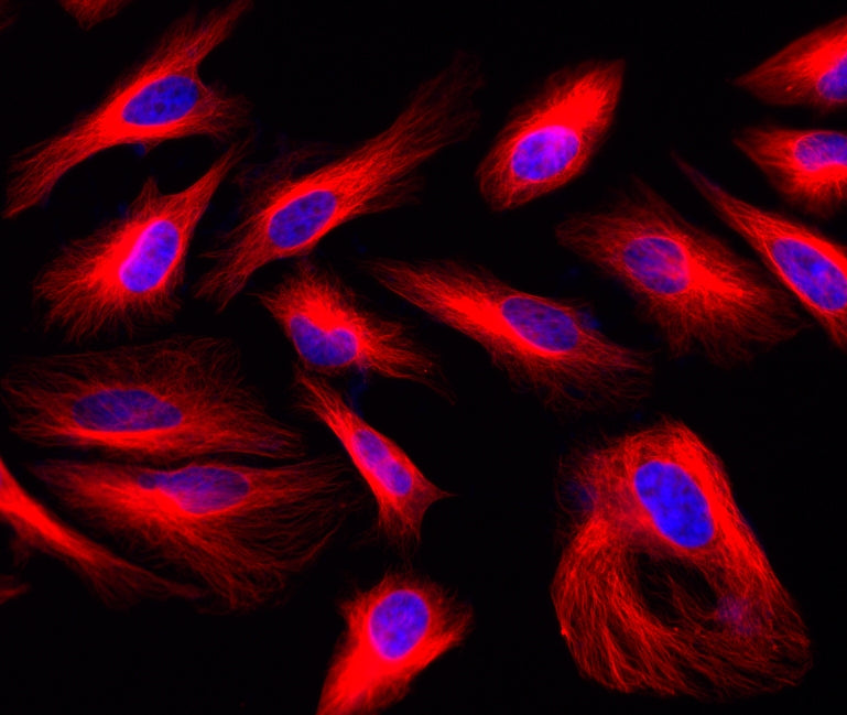 ReadiLink™ Rapid iFluor® 633 Antibody Labeling Kit *Microscale Optimized for Labeling 50 μg Antibody Per Reaction* - AAT Bioquest