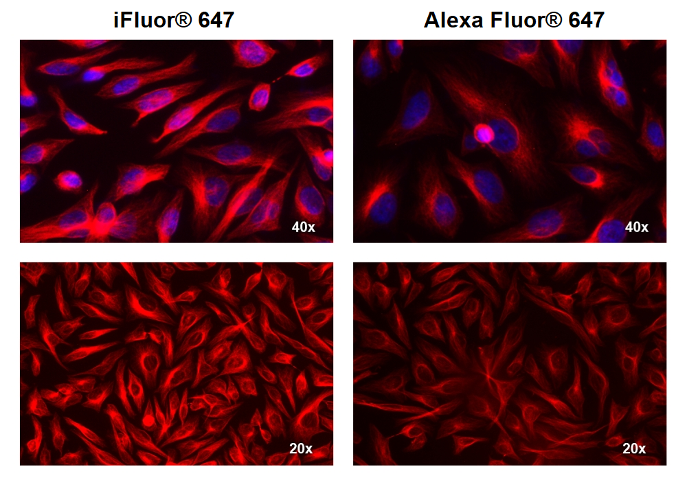 ReadiLink™ Rapid iFluor® 647 Antibody Labeling Kit *Microscale Optimized for Labeling 50 μg Antibody Per Reaction* - AAT Bioquest