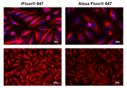 ReadiLink™ Rapid iFluor® 647 Antibody Labeling Kit *Microscale Optimized for Labeling 50 μg Antibody Per Reaction* - AAT Bioquest