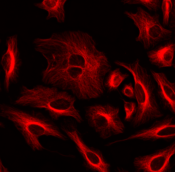 ReadiLink™ Rapid iFluor® 647 Antibody Labeling Kit *Production Scale* - AAT Bioquest
