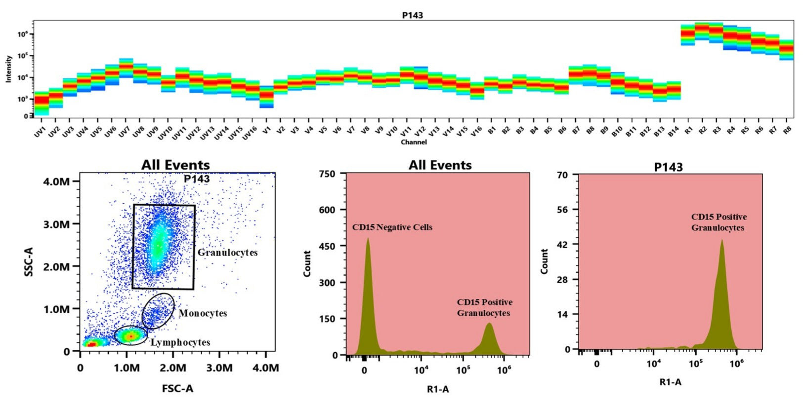 ReadiLink™ Rapid iFluor® 647 IgM Antibody Labeling Kit *Microscale Optimized for Labeling 50 μg Antibody Per Reaction* - AAT Bioquest