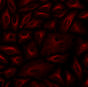 ReadiLink™ Rapid iFluor® 750 Antibody Labeling Kit *Production Scale* - AAT Bioquest