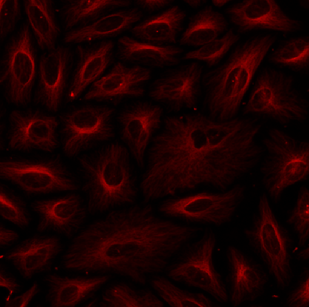 ReadiLink™ Rapid iFluor® 750 Antibody Labeling Kit *Production Scale* - AAT Bioquest