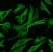ReadiLink™ Rapid XFD488 Antibody Labeling Kit *Production Scale* - AAT Bioquest