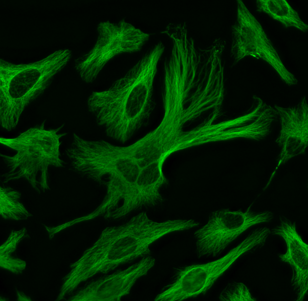 ReadiLink™ Rapid XFD488 Antibody Labeling Kit *Production Scale* - AAT Bioquest