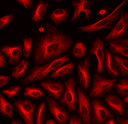 ReadiLink™ Rapid XFD555 Antibody Labeling Kit *Production Scale* - AAT Bioquest