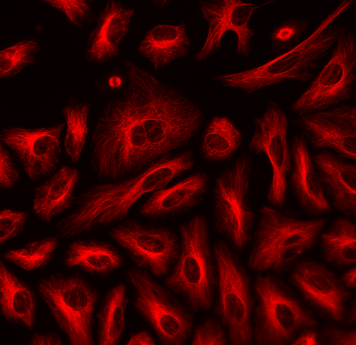 ReadiLink™ Rapid XFD555 Antibody Labeling Kit *Production Scale* - AAT Bioquest