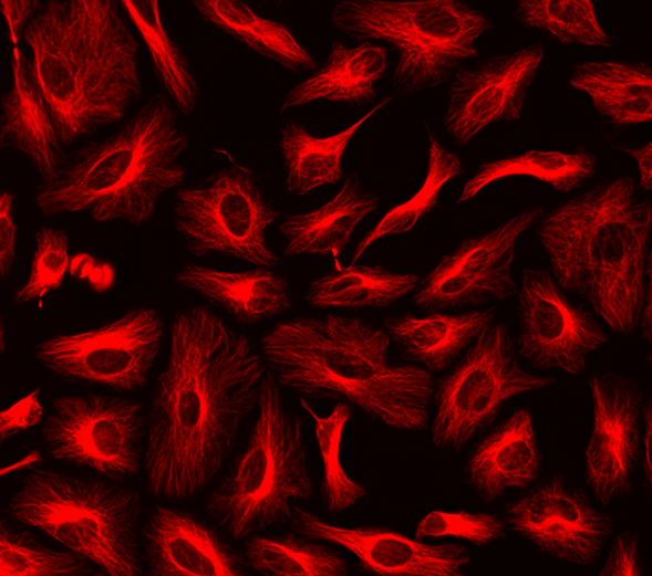 ReadiLink™ Rapid XFD594 Antibody Labeling Kit *Production Scale* - AAT Bioquest