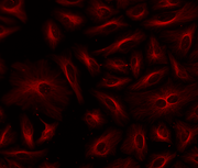 ReadiLink™ Rapid XFD750 Antibody Labeling Kit *Production Scale* - AAT Bioquest