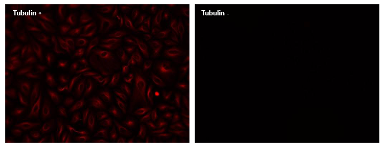 ReadiLink™ Rapid XFD750 Antibody Labeling Kit - AAT Bioquest
