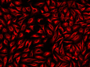 ReadiLink™ xtra Rapid Cy7 Antibody Labeling Kit *BSA-Compatible* - AAT Bioquest