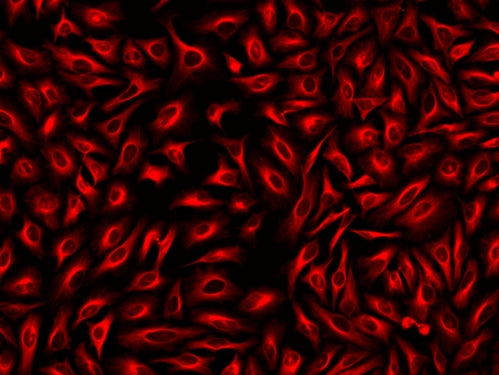 ReadiLink™ xtra Rapid Cy7 Antibody Labeling Kit *BSA-Compatible* - AAT Bioquest