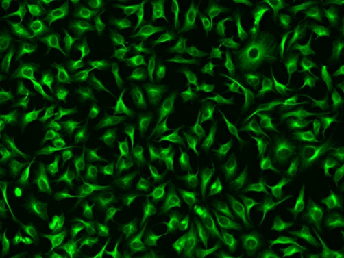ReadiLink™ xtra Rapid FITC Antibody Labeling Kit *BSA-Compatible* - AAT Bioquest