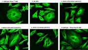 ReadiLink™ xtra Rapid iFluor® 488 Antibody Labeling Kit *BSA-Compatible* - AAT Bioquest