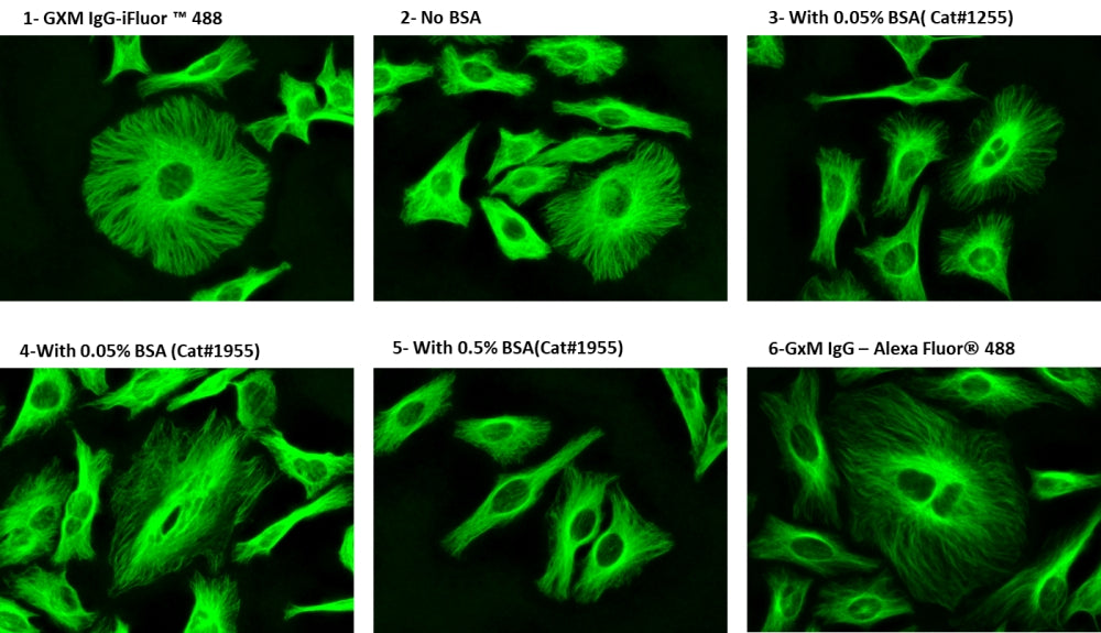 ReadiLink™ xtra Rapid iFluor® 488 Antibody Labeling Kit *BSA-Compatible* - AAT Bioquest