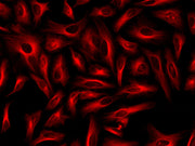 ReadiLink™ xtra Rapid iFluor® 594 Antibody Labeling Kit *BSA-Compatible* - AAT Bioquest